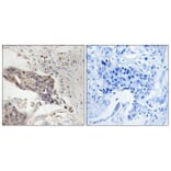 Immunohistochemistry - Anti-SLP-76 Antibody (B8209) - Antibodies.com