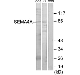Western Blot - Anti-SEMA4A Antibody (C11691) - Antibodies.com