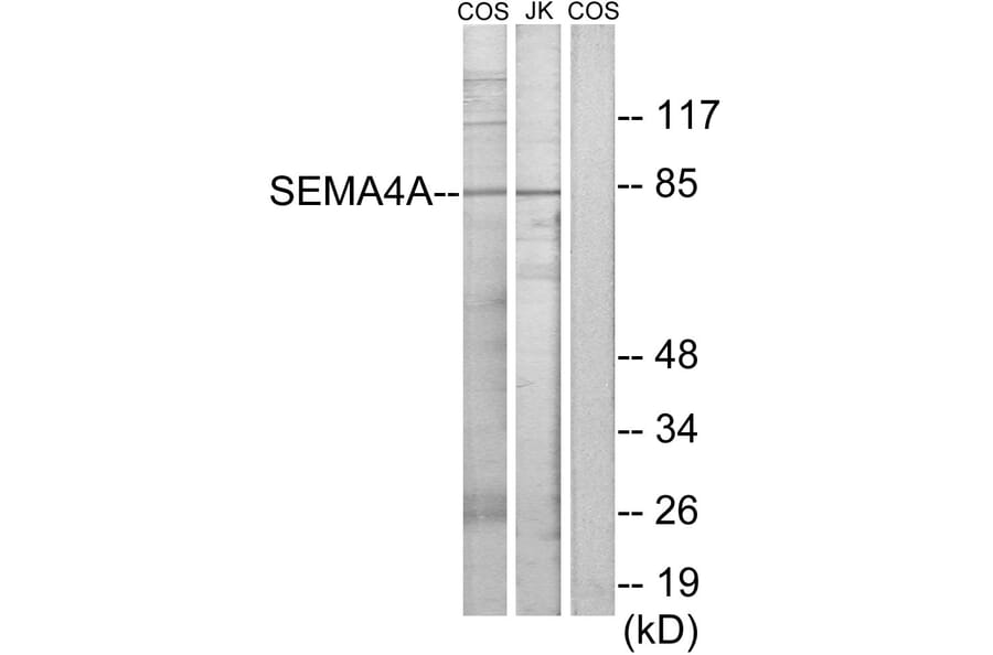 Western Blot - Anti-SEMA4A Antibody (C11691) - Antibodies.com