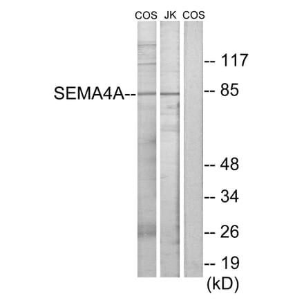 Western Blot - Anti-SEMA4A Antibody (C11691) - Antibodies.com
