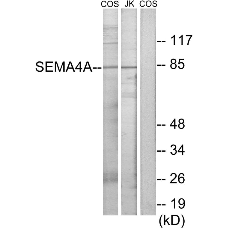 Western Blot - Anti-SEMA4A Antibody (C11691) - Antibodies.com