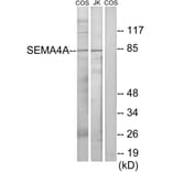 Western Blot - Anti-SEMA4A Antibody (C11691) - Antibodies.com