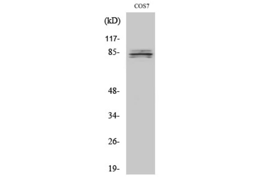 Western Blot - Anti-SEMA4A Antibody (C11691) - Antibodies.com