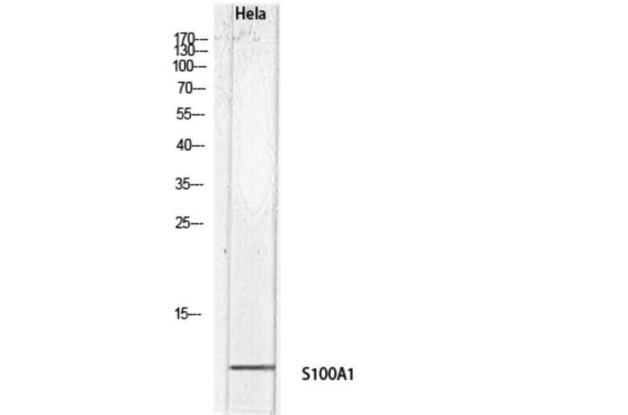 Western Blot - Anti-S100A1 Antibody (C30746) - Antibodies.com