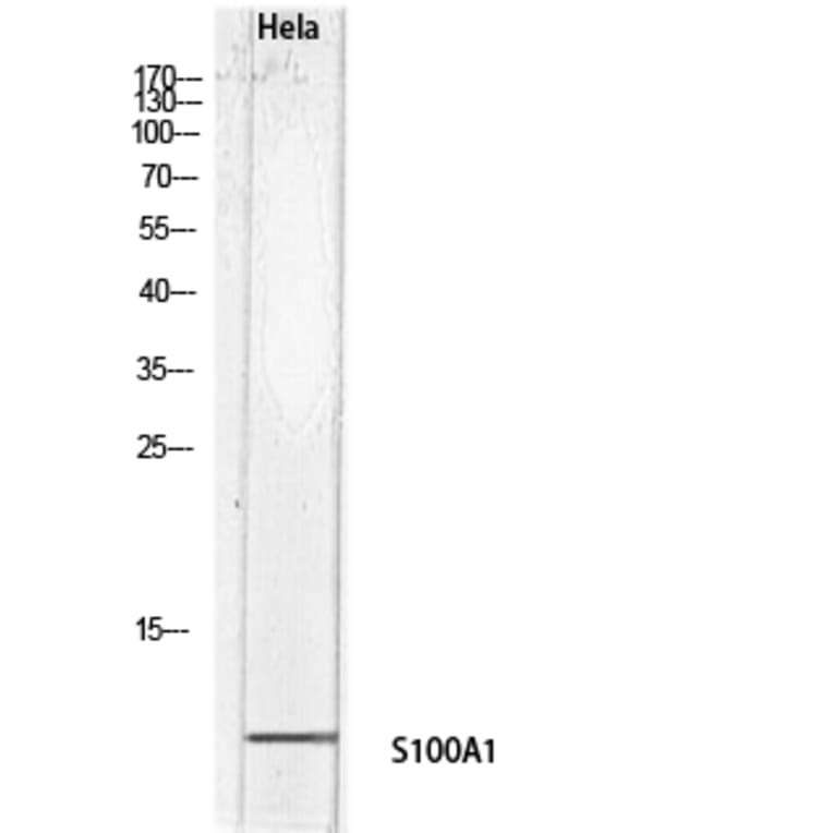 Western Blot - Anti-S100A1 Antibody (C30746) - Antibodies.com