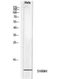 Western Blot - Anti-S100A1 Antibody (C30746) - Antibodies.com