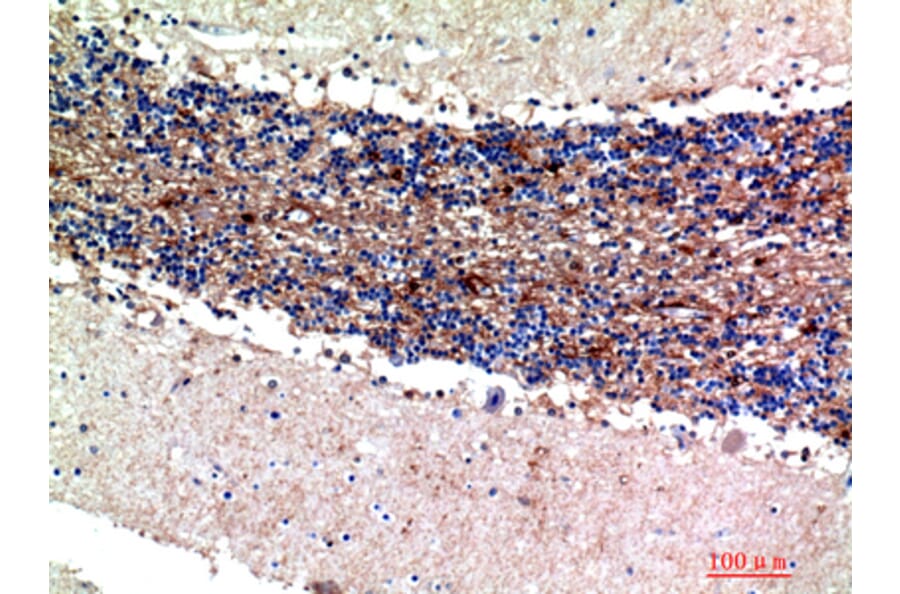 Immunohistochemistry - Anti-S100A1 Antibody (C30746) - Antibodies.com