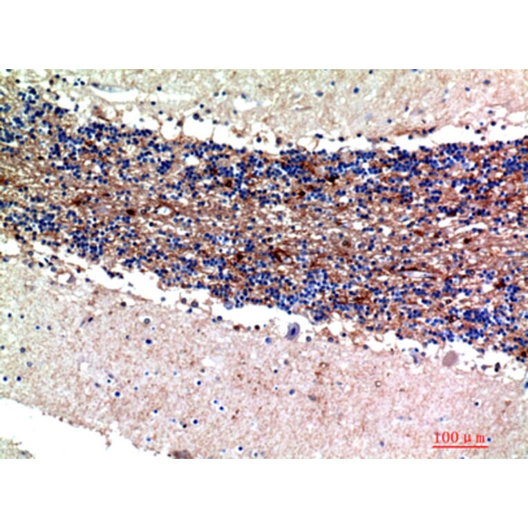 Immunohistochemistry - Anti-S100A1 Antibody (C30746) - Antibodies.com