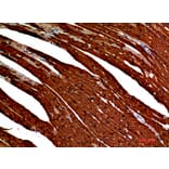 Immunohistochemistry - Anti-S100A1 Antibody (C30746) - Antibodies.com