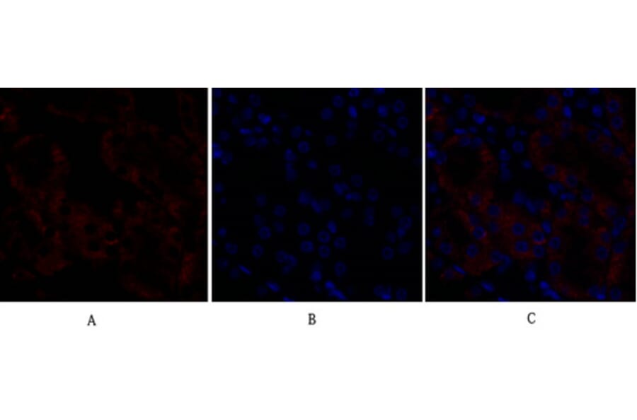 Immunofluorescence - Anti-Rock-1 Antibody (R12-2335) - Antibodies.com
