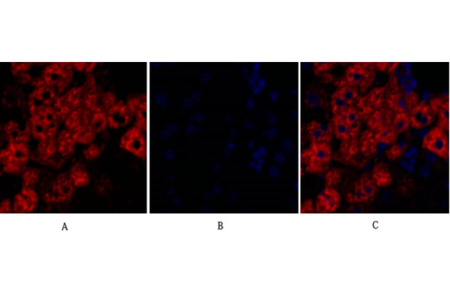 Immunofluorescence - Anti-Rock-1 Antibody (R12-2335) - Antibodies.com
