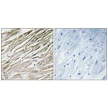 Immunohistochemistry - Anti-PPP1R2 Antibody (B1115) - Antibodies.com
