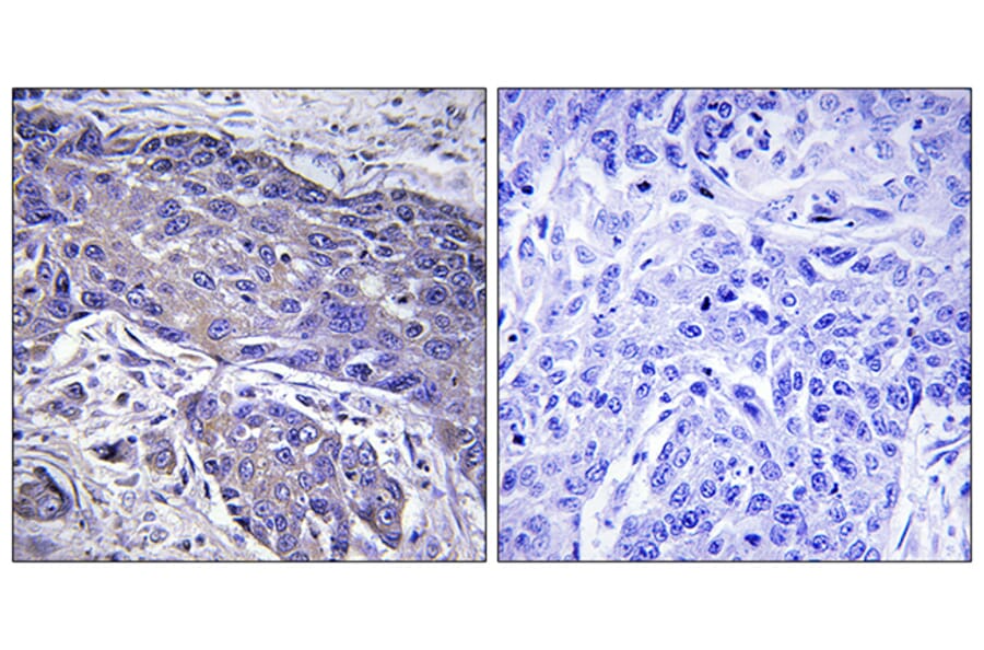Immunohistochemistry - Anti-POFUT1 Antibody (C15897) - Antibodies.com