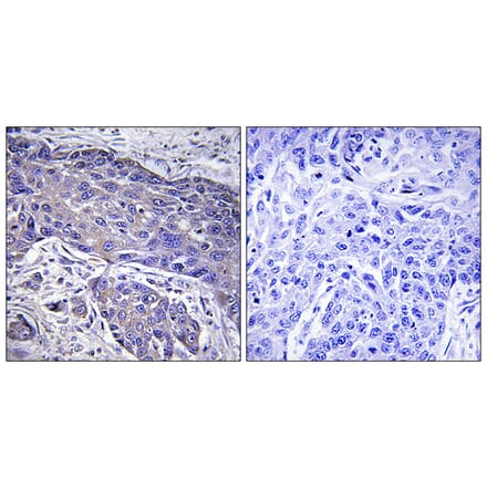 Immunohistochemistry - Anti-POFUT1 Antibody (C15897) - Antibodies.com