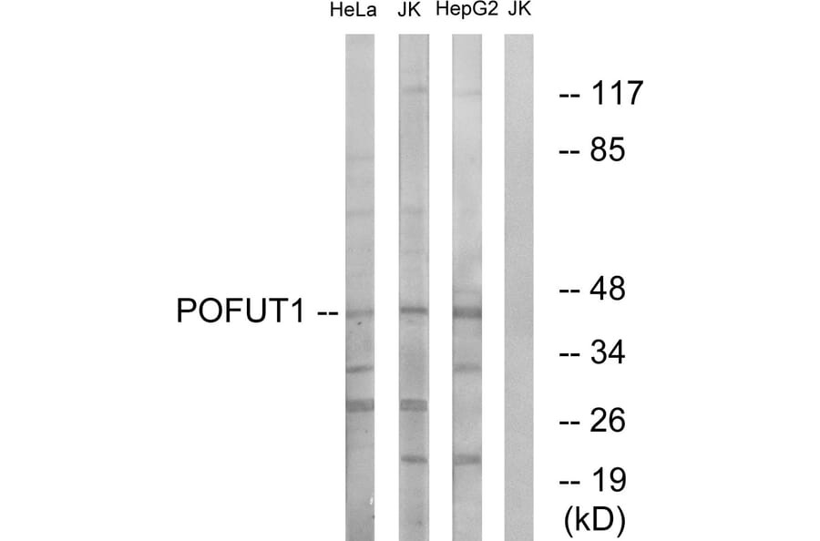 Western Blot - Anti-POFUT1 Antibody (C15897) - Antibodies.com