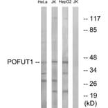 Western Blot - Anti-POFUT1 Antibody (C15897) - Antibodies.com