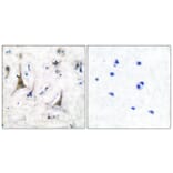 Immunohistochemistry - Anti-PGP9.5 Antibody (C0302) - Antibodies.com
