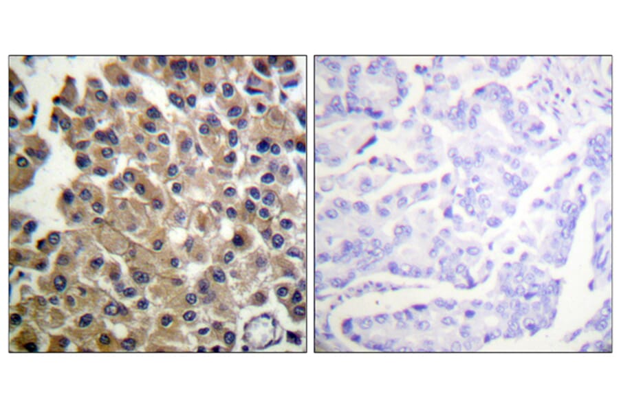 Immunohistochemistry - Anti-PDGFRB Antibody (B0544) - Antibodies.com