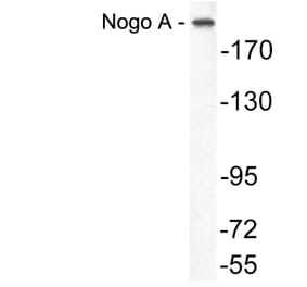 Western Blot - Anti-Nogo A Antibody (R12-2270) - Antibodies.com