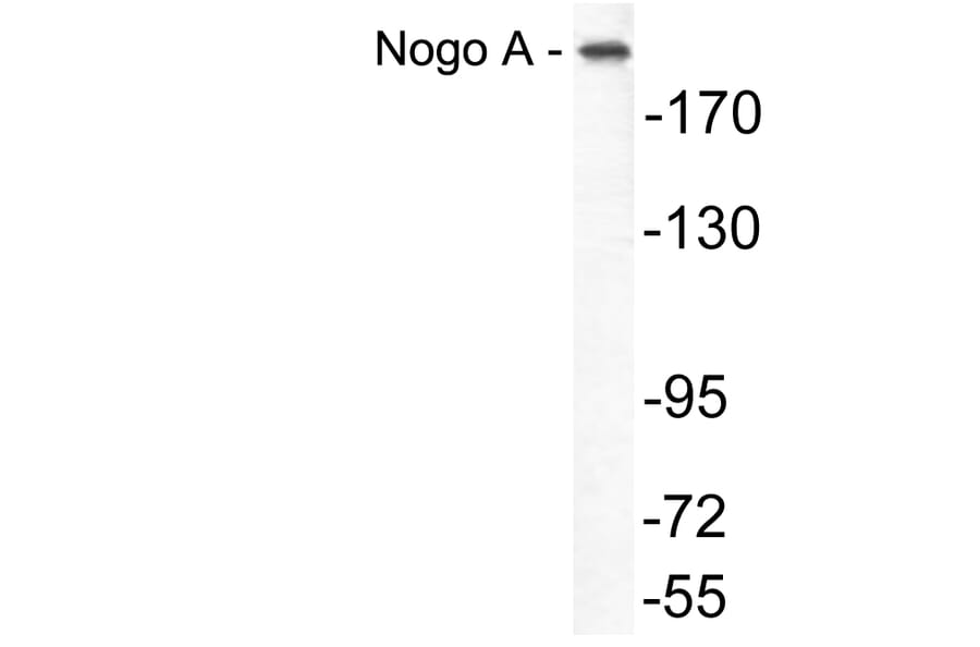 Western Blot - Anti-Nogo A Antibody (R12-2270) - Antibodies.com