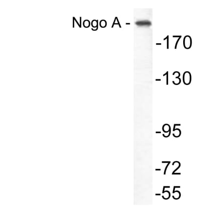 Western Blot - Anti-Nogo A Antibody (R12-2270) - Antibodies.com