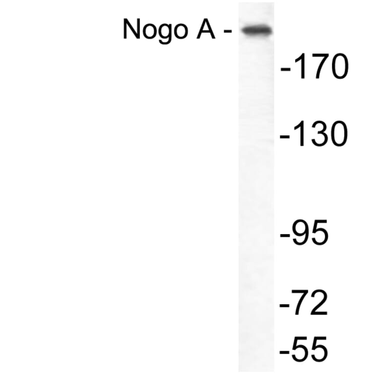 Western Blot - Anti-Nogo A Antibody (R12-2270) - Antibodies.com