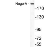 Western Blot - Anti-Nogo A Antibody (R12-2270) - Antibodies.com