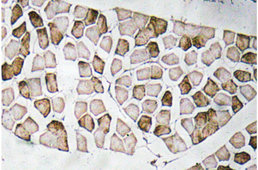 Immunohistochemistry - Anti-Nogo A Antibody (R12-2270) - Antibodies.com