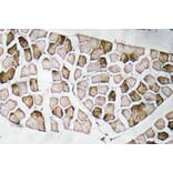 Immunohistochemistry - Anti-Nogo A Antibody (R12-2270) - Antibodies.com