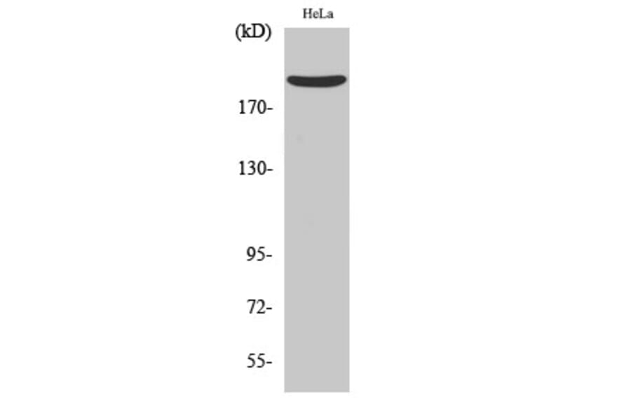 Western Blot - Anti-Nogo A Antibody (R12-2270) - Antibodies.com