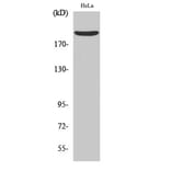 Western Blot - Anti-Nogo A Antibody (R12-2270) - Antibodies.com