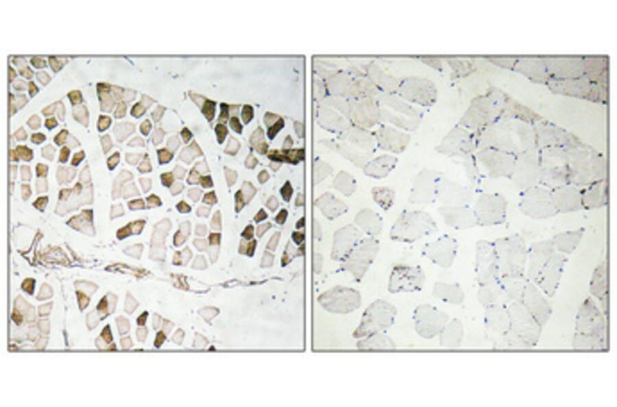 Immunohistochemistry - Anti-Nogo A Antibody (R12-2270) - Antibodies.com