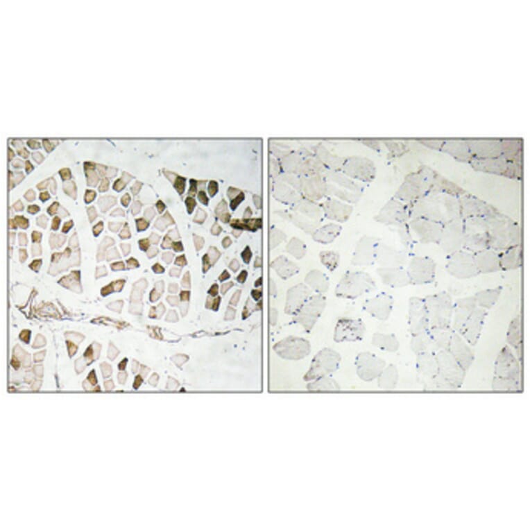 Immunohistochemistry - Anti-Nogo A Antibody (R12-2270) - Antibodies.com