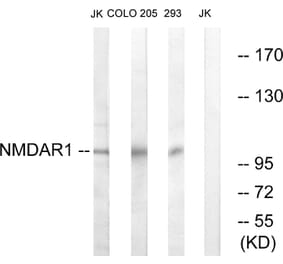 Western Blot - Anti-NMDAR1 Antibody (B0693) - Antibodies.com