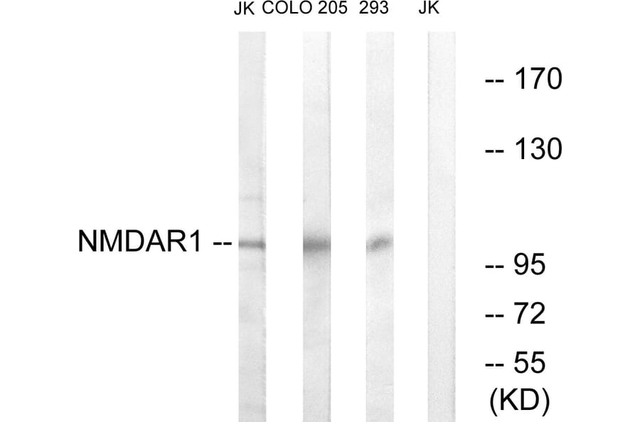Western Blot - Anti-NMDAR1 Antibody (B0693) - Antibodies.com