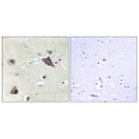 Immunohistochemistry - Anti-NMDAR1 Antibody (B0693) - Antibodies.com