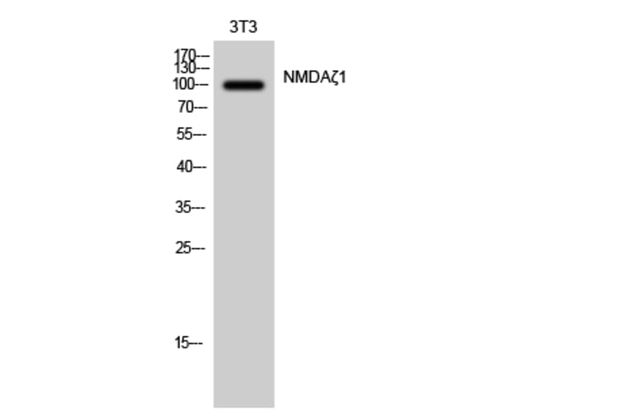 Western Blot - Anti-NMDAR1 Antibody (B0693) - Antibodies.com