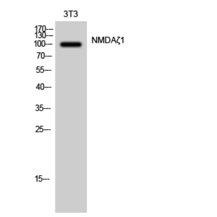 Western Blot - Anti-NMDAR1 Antibody (B0693) - Antibodies.com