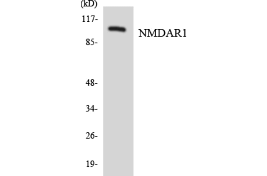 Western Blot - Anti-NMDAR1 Antibody (R12-3096) - Antibodies.com