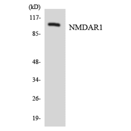 Western Blot - Anti-NMDAR1 Antibody (R12-3096) - Antibodies.com