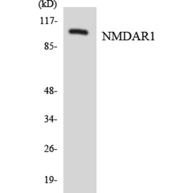 Western Blot - Anti-NMDAR1 Antibody (R12-3096) - Antibodies.com