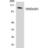 Western Blot - Anti-NMDAR1 Antibody (R12-3096) - Antibodies.com