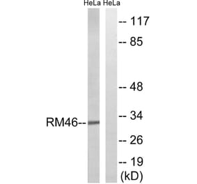 Western Blot - Anti-MRPL46 Antibody (C14082) - Antibodies.com