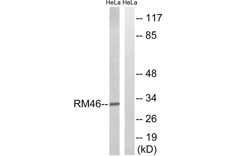 Western Blot - Anti-MRPL46 Antibody (C14082) - Antibodies.com