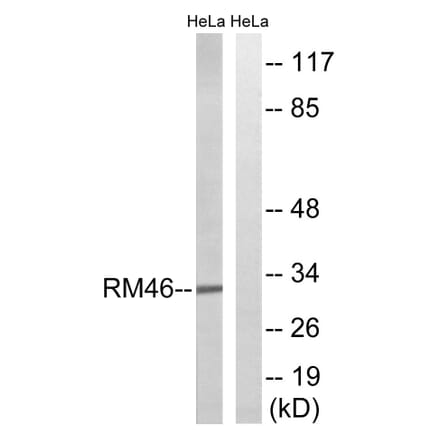 Western Blot - Anti-MRPL46 Antibody (C14082) - Antibodies.com