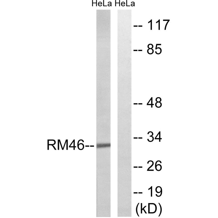 Western Blot - Anti-MRPL46 Antibody (C14082) - Antibodies.com