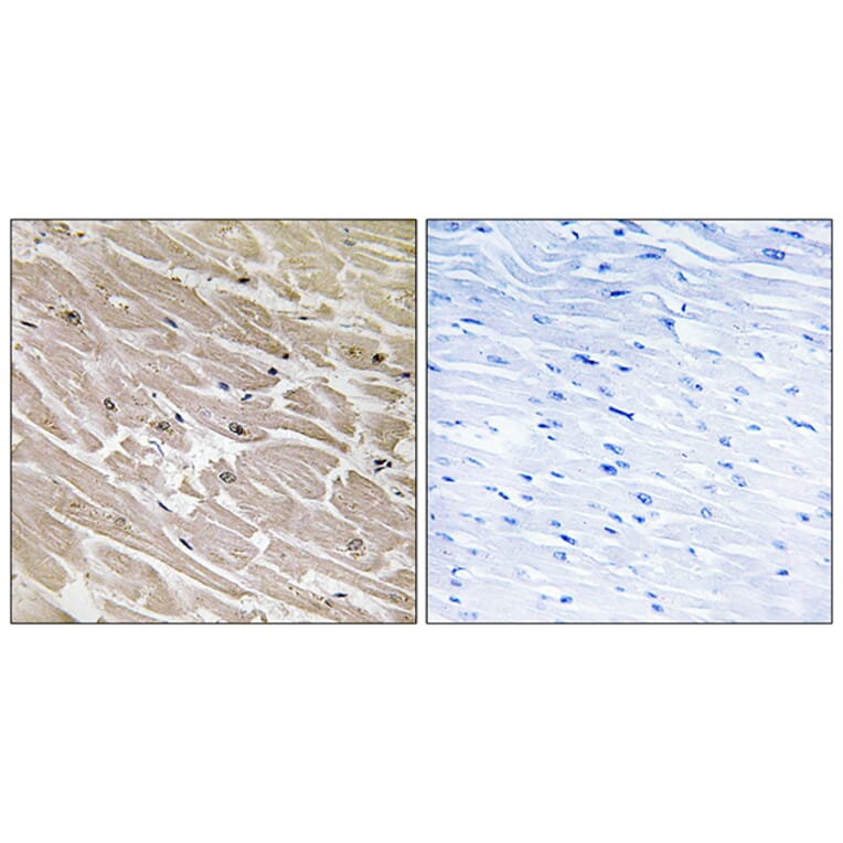 Immunohistochemistry - Anti-MRPL46 Antibody (C14082) - Antibodies.com