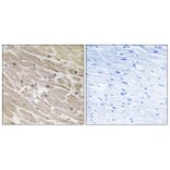 Immunohistochemistry - Anti-MRPL46 Antibody (C14082) - Antibodies.com