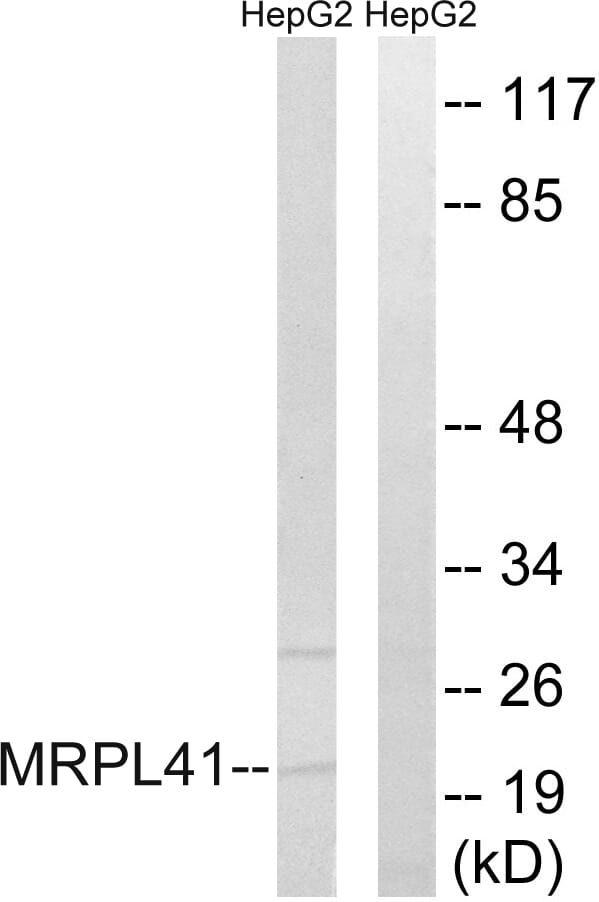 Western blot analysis of lysates from HepG2 cells using Anti-MRPL41 Antibody. The right hand lane represents a negative control, where the antibody is blocked by the immunising peptide.