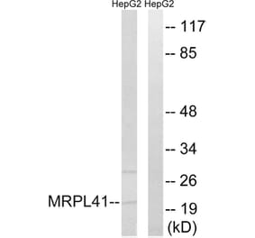 Western Blot - Anti-MRPL41 Antibody (C14078) - Antibodies.com